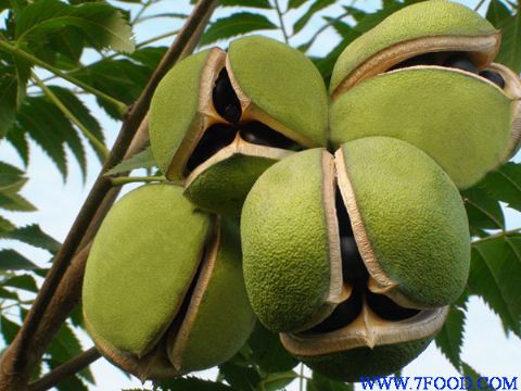 文冠果种子